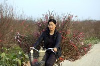 Thời tiết thuận lợi trong dịp Tết