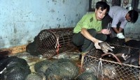 Ủy ban nhân dân tỉnh Bắc Ninh bán đấu giá động vật quý hiếm vận chuyển trái phép