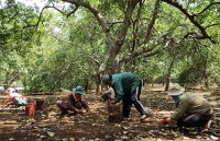 Bị tù vì bảo vệ đất của mình