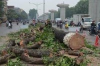 Vụ chặt cây xanh là bài học trong lãnh đạo, điều hành