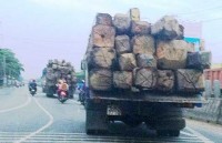 Kiểm lâm nhiều lần giải cứu gỗ lậu