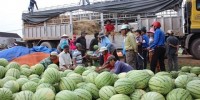Thương lái ép giá, người trồng dưa xứ Quảng “méo mặt”