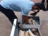 Vận chuyển trái phép ngà voi và sừng tê giác tại sân bay Nội Bài