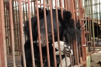 Đại gia nuôi dã thú và mật gấu ở đâu ra?