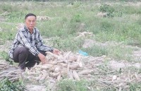 Thuê đường đi 10 ngày 100 triệu đồng!