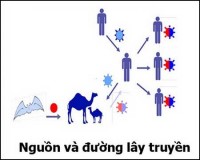 ‘Cúm Trung Đông’: Báo động chết người!
