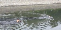 Tóm gọn tên trộm nhảy xuống sông Tô Lịch để thoát tội