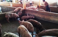 Lo thịt bẩn tràn vào TP.HCM