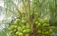 Lãnh đạo Sở GTVT nói gì về đề xuất trồng dừa trên phố?
