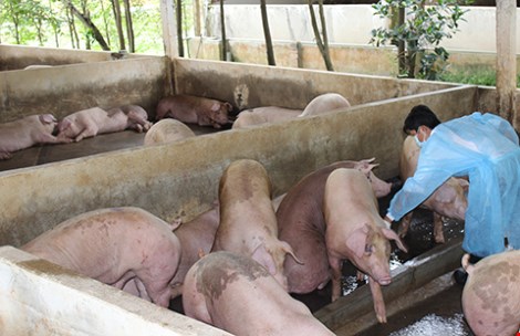 TP.HCM sẽ tiêu hủy ngay heo, gà nhiễm chất cấm