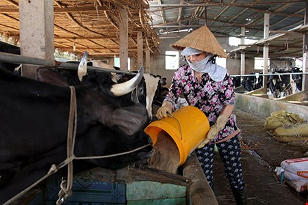 Kết nối, hỗ trợ nông dân Củ Chi bán sữa