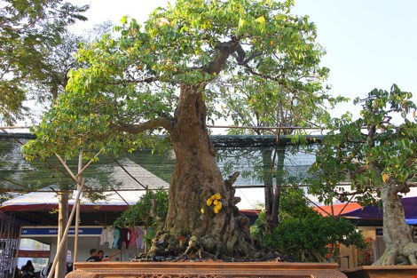 Cặp khế cổ thụ được chào bán giá 1,2 tỉ đồng