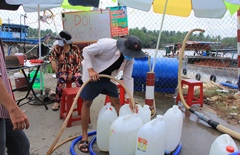 Hạn mặn, dân cắt lúa cho bò ăn