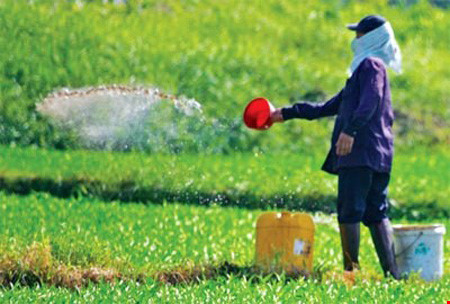 Tăng phạt nặng đối với sử dụng thuốc cấm trong cây trồng