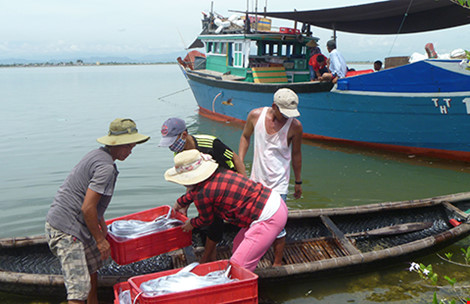 Vụ cá chết: Trình Chính phủ phương án hỗ trợ ngư dân